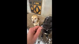 Jealous Dogs Paw For Owner's Attention