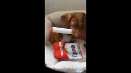 Dachshund smoking