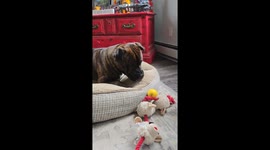 Confused Dog Gets Sour Surprise From Yellow Ball
