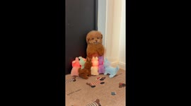 Dog adorably trapped by moving toys in Shanghai, China