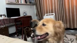 Two dogs spin their heads in sync in Jiangxi, China