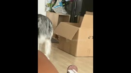 Cat stares through box hole at calm dog in Beijing, China