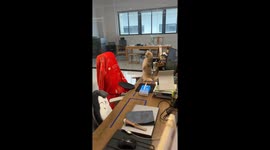 Curious cat stands on desk to get a better look in Guangdong, China