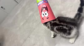Kitten caught licking inside tumbler cup in Hunan, China