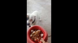 My Dog Doesn't Eat Unless I Sing His Song