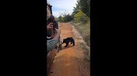 Sloth Bear Pops Tires Of Tour Truck