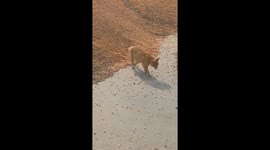 Cat catches and releases mouse from pile of corn