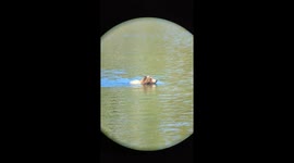 Grizzly bear enjoying a swim in Mary Bay, Yellowstone National Park..