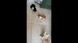 Cats Drags Each Other Away