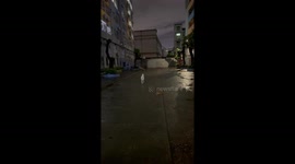 Dog Chases Cat Playfully