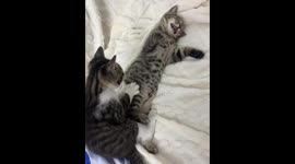 Kitten Tries to Wake Sleeping Sibling