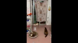 Cat Tugs Down Curtain
