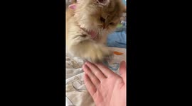 Dumb Human Clever Cat