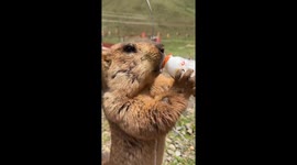 Groundhog Drinks from a Milk Bottle