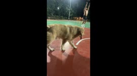 Golden Retriever Gets Hit by a Basketball While Passing by the Court
