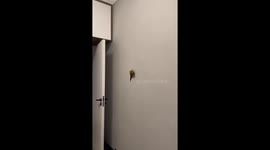 Spider Parrot