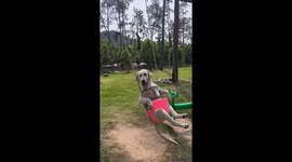 Dogs on Swing