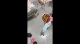 Dog Knocks Over Food