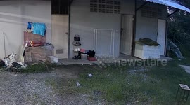 Family terrified when snake emerges outside home