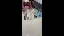 Cheeky pet kitten escapes through gaps in playpen