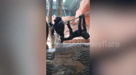 Gorilla siblings showcase their dance skills to adoring crowd
