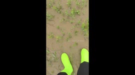 Residents rescue exhausted cow stuck in mud