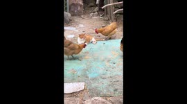 Cat Fights Back Against Rooster