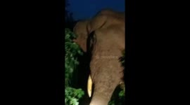 Wild elephants raid local restaurant and fruit farms