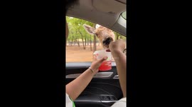 Deer Takes Cup of Watermelon Juice