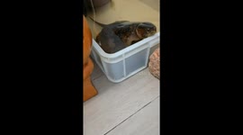 Tortoise Eats Crab