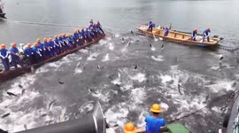 China: Fishermen reap bumper harvest in China's coastal provinces