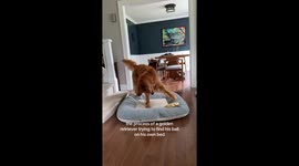 Dog Loses Ball on His Bed
