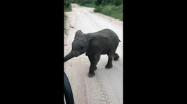 Elephant Calf Comes Over to Play
