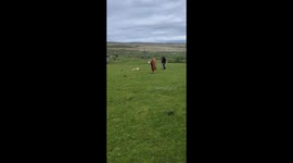 Two boys free feral foal from plastic bottle stuck on its leg
