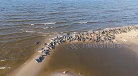Seals living their best lives while resting in the sun at nature reserve