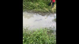 Fish Escapes Back to River