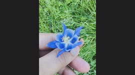 Unique Flower with 4 cups & colourful. Captured from Iphone 13 Pro.
