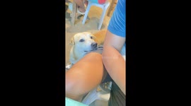 Stray dog rests its chin at diner's lap to beg for food