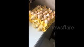 Woman stunned after returning home to find 70 CHICKS hatched from 3 cartons of eggs