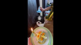 Pet dog celebrates first birthday with a homemade vegetable cake
