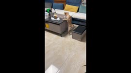 Dog Drinks Milk
