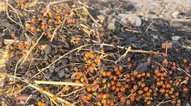 Ladybird invasion! Red beetles descend on southeast England in their millions