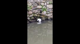Boy Rescues Pigeon from Pond