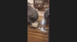 Two Cats Drink Milk