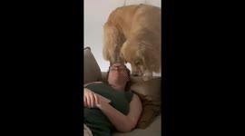 Golden Retriever Sits With No Regard For Auntie