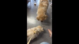 Puppy Negotiator