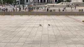 Cat and Its Annoying Bird