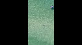 Small Shark Swims Among Beachgoers