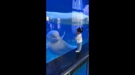 Beluga Whale Startles a Child