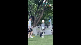 A Border Collie Playing Balloon with Its Owner